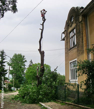 удаление аварийных деревьев